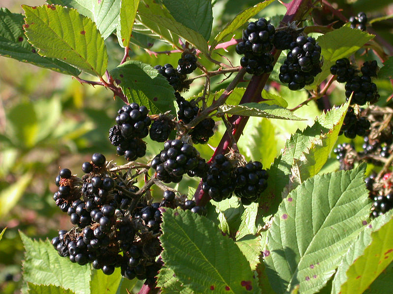 File:CSIRO ScienceImage 3620 Blackberry plants infected with rust fungus.jpg