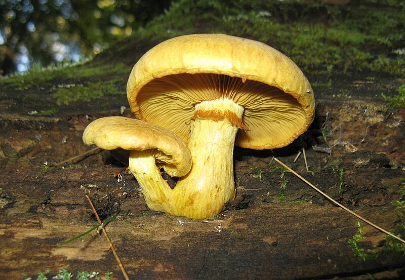 File:Gymnopilus luteus 60143.jpg