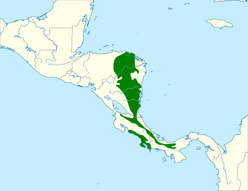 File:Lanio leucothorax map.svg