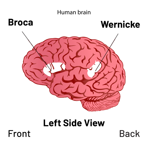 File:Brain - Broca's and Wernicke's area Diagram.svg