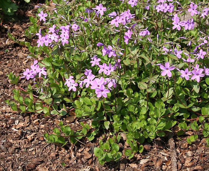 File:Phlox stolonifera 01.jpg