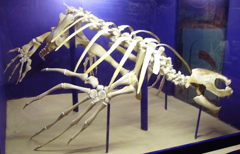 File:Leatherback turtle 2.jpg