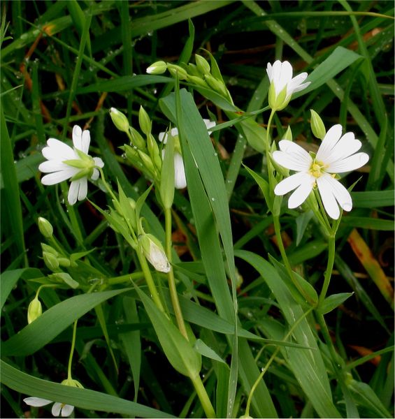 File:Stellaria holostea Grote muur closeup.jpg