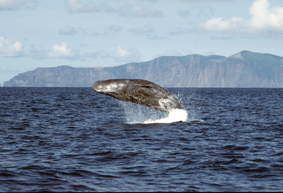 File:Physeter macrocephalus jumping.jpg