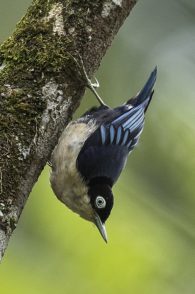 File:Blue Nuthatch - Cibodas Botanical Garden, Java, Indonesia.jpg