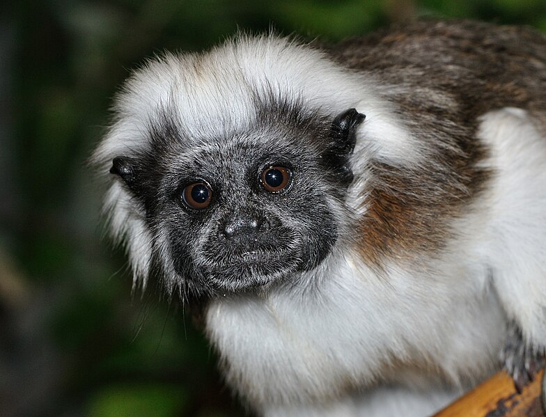 File:Saguinus oedipus qtl1.jpg