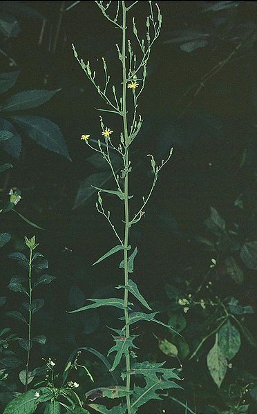 File:Lactuca quercina eF.jpg