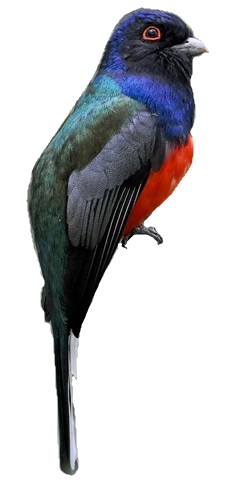 File:Trogon surrucura brazil white background.jpg