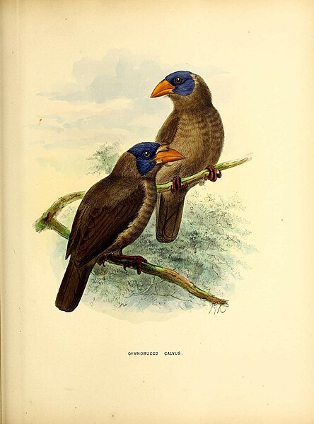 File:A monograph of the Capitonidæ, or scansorial barbets (20181451181).jpg