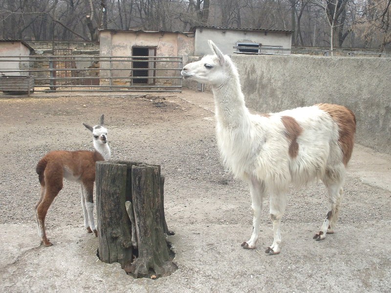 File:Odesa-zoo (Lama glama).jpg