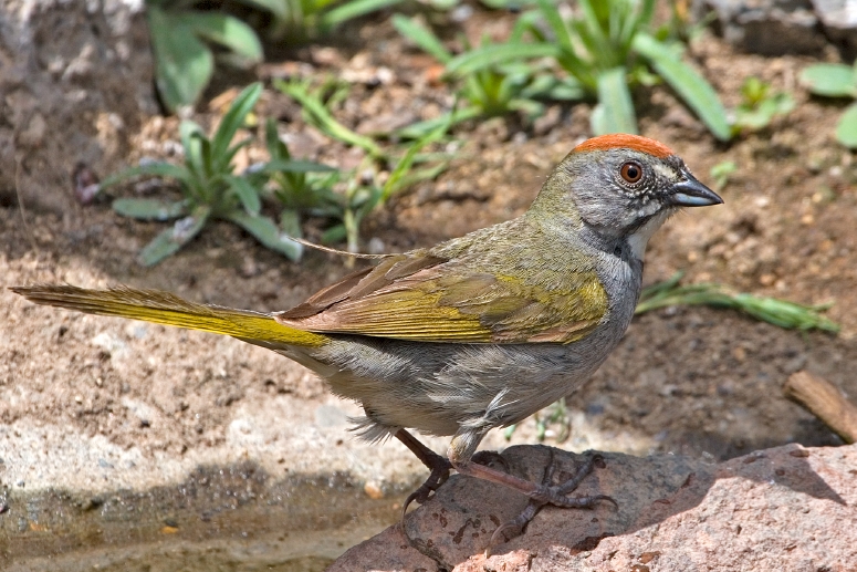 File:Green-tailed Towhee 2.jpg