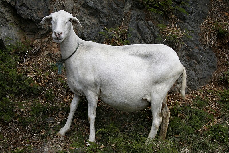 File:Pregnant ewe on Tortola.jpg