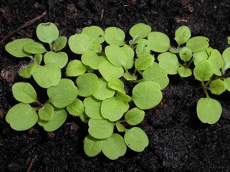 File:Sisymbrium loeselii 2018-09-10 7851.jpg