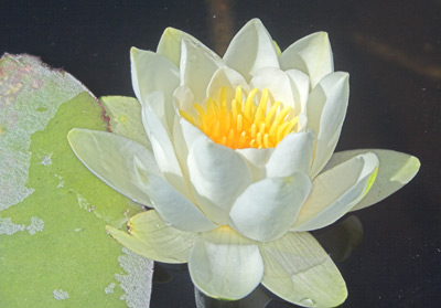 File:Nymphaea alba close up.jpg