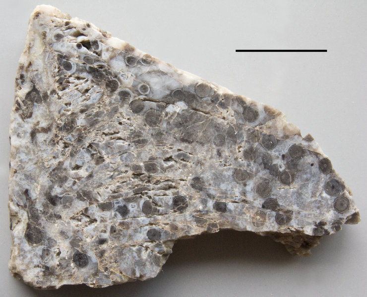 File:Rhynie chert with Rhynia 1.png