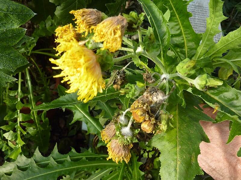 File:Sonchus congestus flowers.jpg