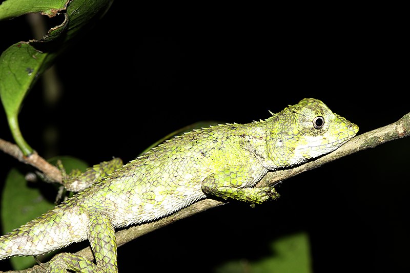 File:Oriocalotes paulus.jpg