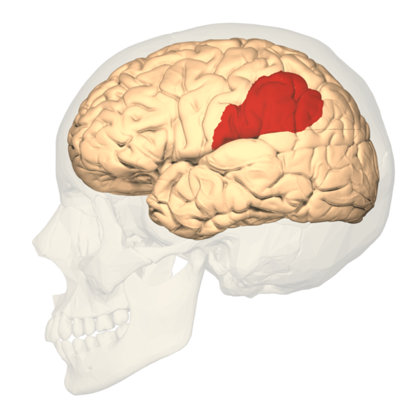 File:BA40 - lateral view.png