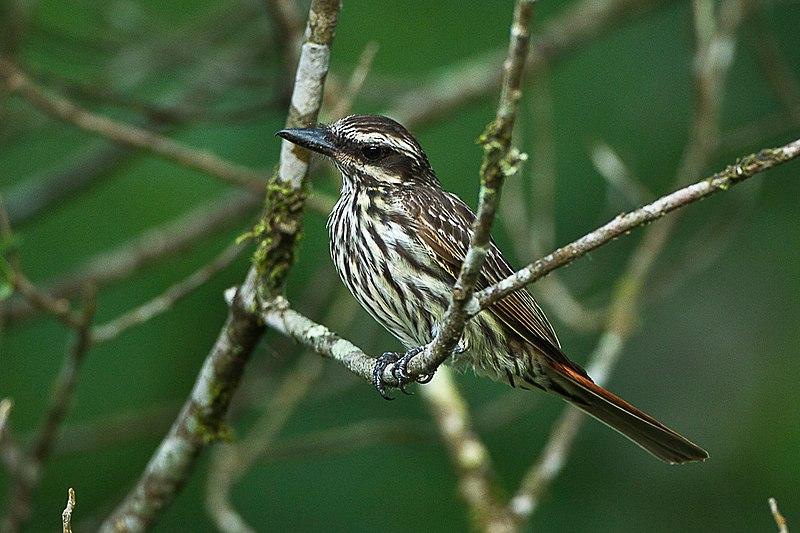 File:Streaked Flycatcher - Intervales - Brazil S4E9539 (16732072759).jpg