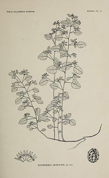 File:Contribution (I)-III to the coastal and plain flora of Yucatan (1895) (20691591591).jpg