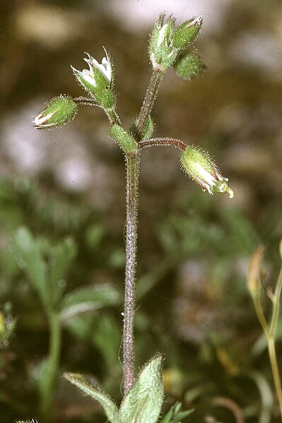 File:Cerastium pumilum Wm.jpg