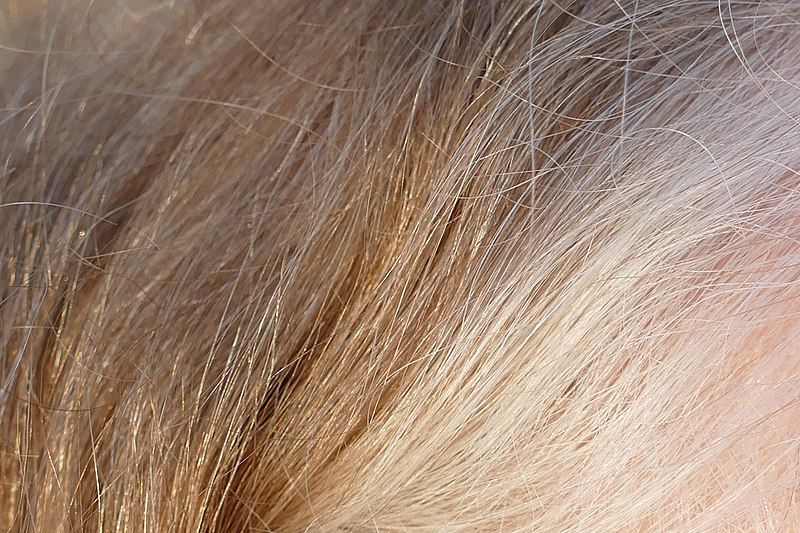 File:Blond hair going gray 02.jpg