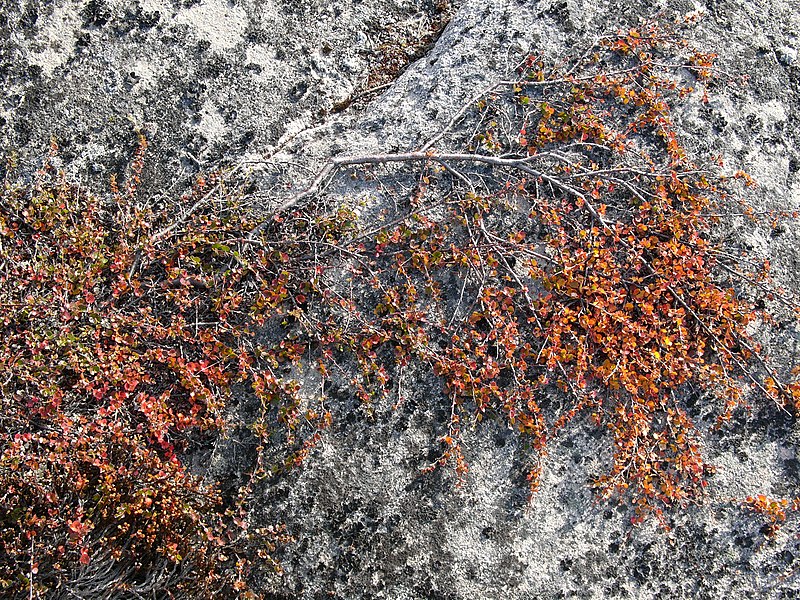 File:Betula-nana greenland hg.jpg