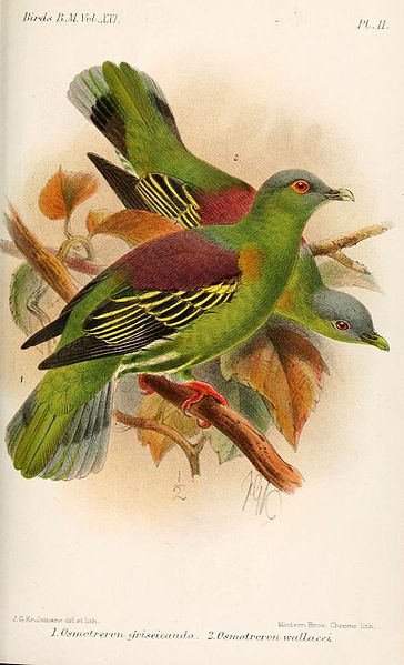 File:OsmotreronKeulemans.jpg