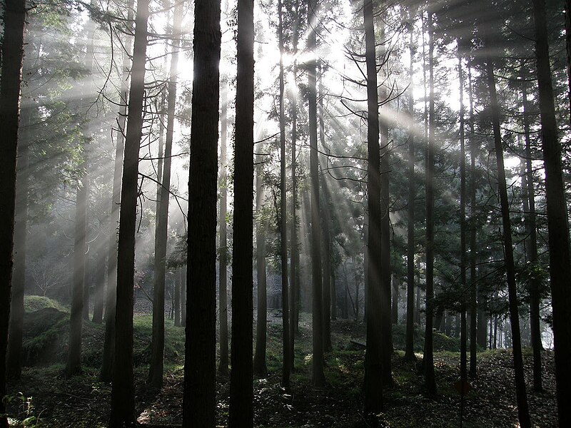 File:Japanese cypress woods C032473.jpg