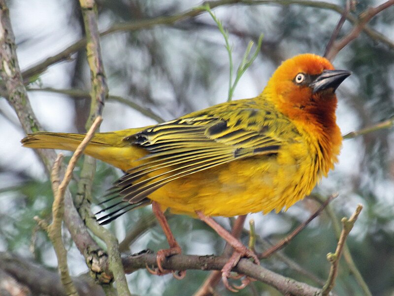 File:Cape Weaver RWD1.jpg