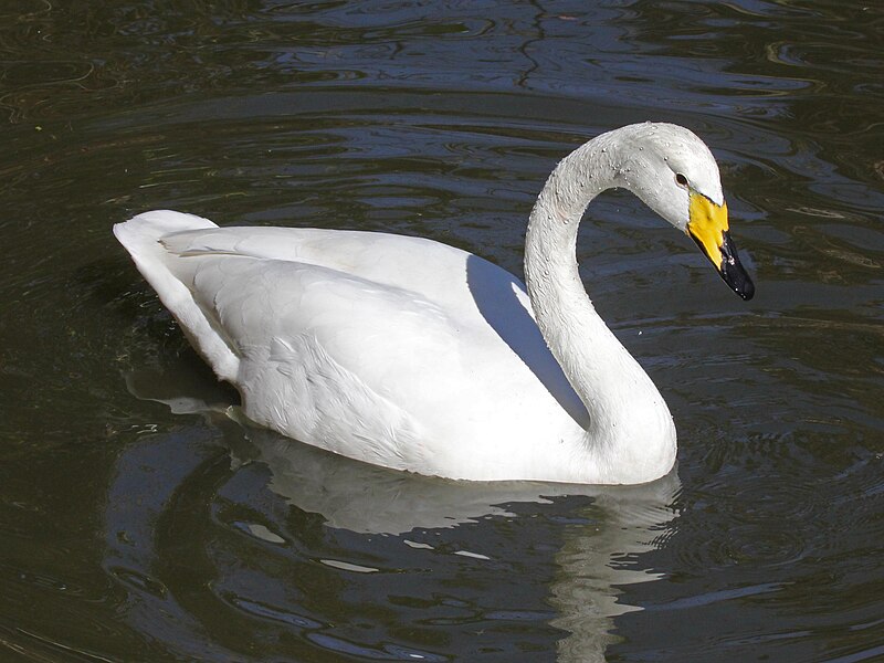 File:Whooper Swan RWD2.jpg