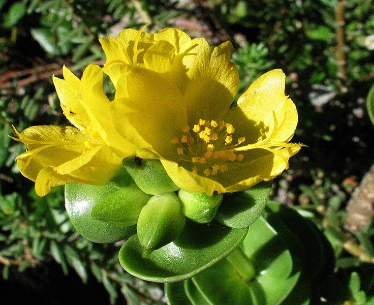 File:Portulaca molokiniensis (4797240695).jpg