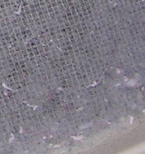 File:Dryer lint screen.jpg