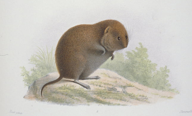 File:Eothenomys melanogaster 1.jpg