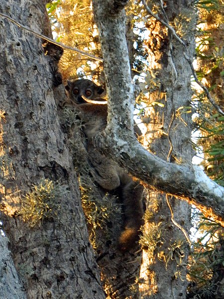 File:Lepilemur petteri 49019918.jpg