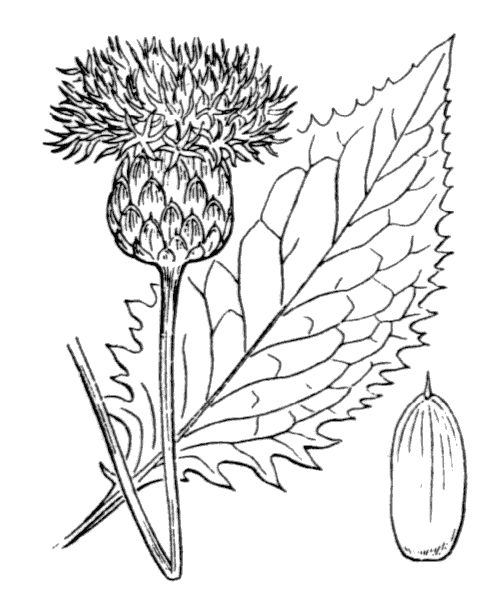 File:Klasea lycopifolia-Coste-2104.png