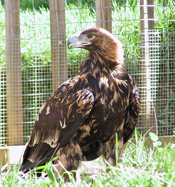 File:Aquila adalberti.jpg