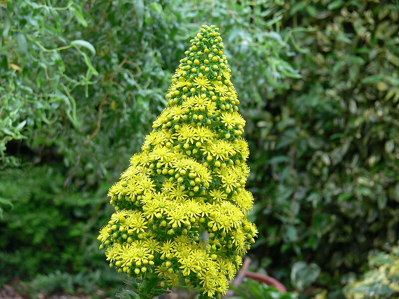 File:Aeonium undulatum flower head 4.jpg