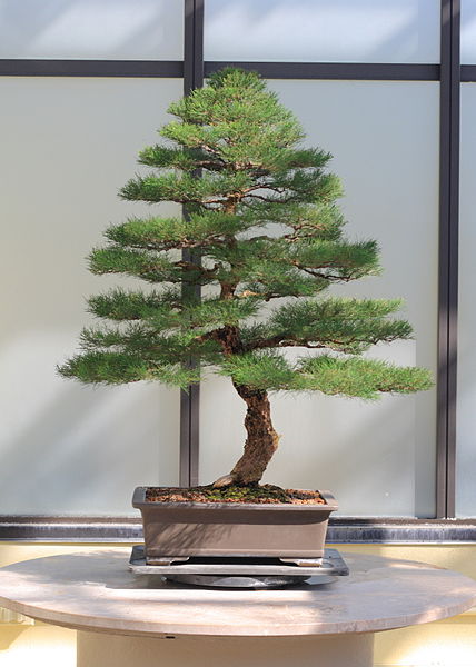 File:Ironwood bonsai 259, October 10, 2008.jpg