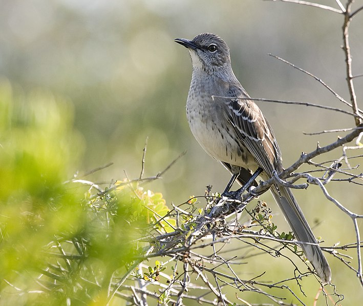 File:Mimus gundlachii -Ciego de Avila Province, Cuba-8 (2).jpg