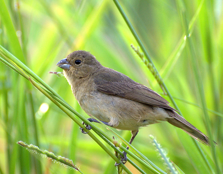 File:Flickr - Dario Sanches - COLEIRINHO (Sporophila caerulescens) (6).jpg