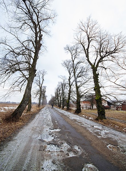 File:IMGP9741 Липи поглядом із села, від школи.jpg