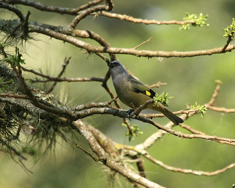 File:Yellow-winged Tanager.jpg