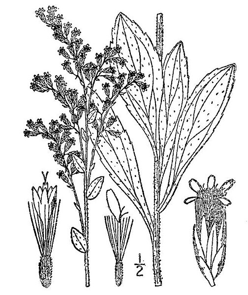 File:Solidago radula01.jpg