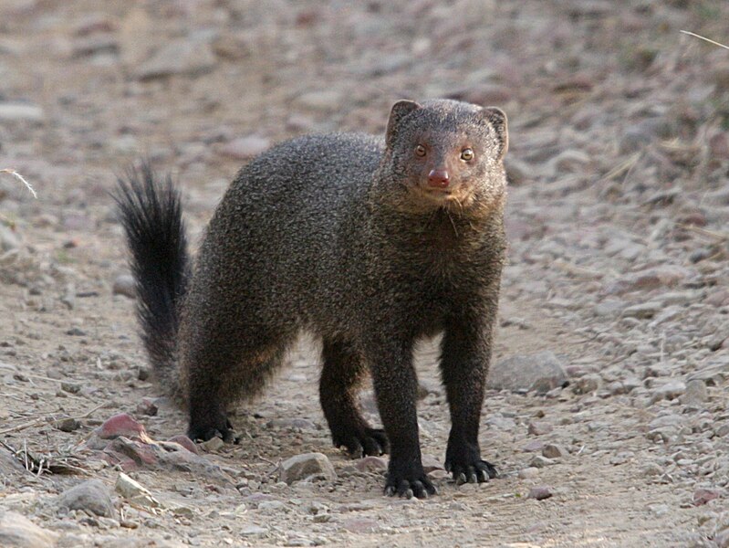 File:Ruddy mongoose.jpg