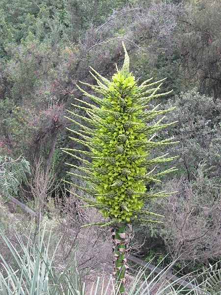 File:Puya chilensis 16.jpg