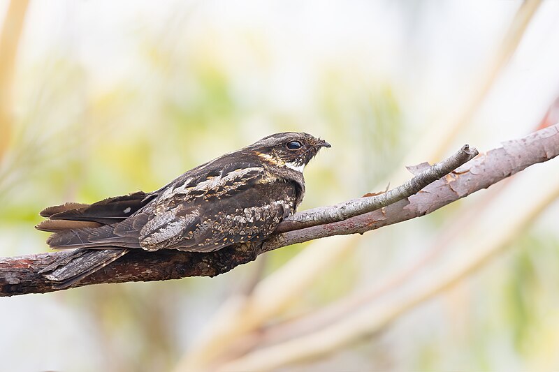 File:White-throated Nightjar 0A2A1440.jpg