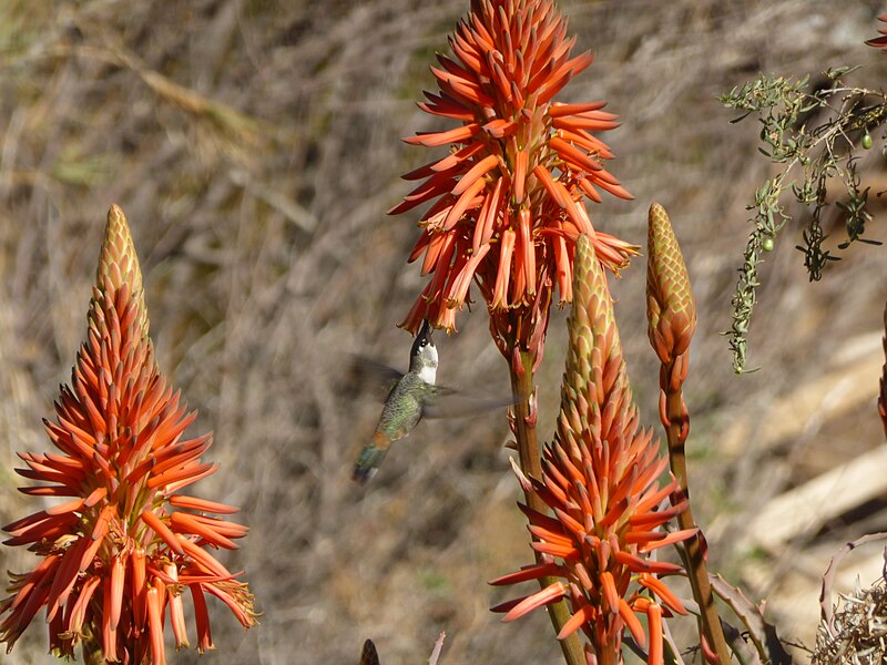 File:Inflorescencia de aloe y un colibrí, en Pisco Elqui, Chile.jpg