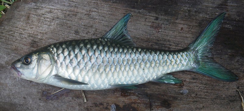 File:Labeobarbus Rüppell, 1835 collected in Lukulu rv, Zambia by South African Institute for Aquatic Biodiversity2.jpg