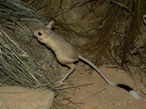 File:Jaculus orientalis Plzen zoo 02.2011.jpg